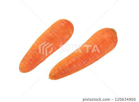 胡蘿蔔水彩手繪矢量圖 胡蘿蔔水彩手繪矢量圖 120634908