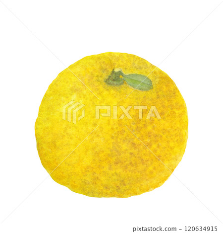 Raster illustration of yuzu painted in watercolor Raster illustration of yuzu painted in watercolor 120634915