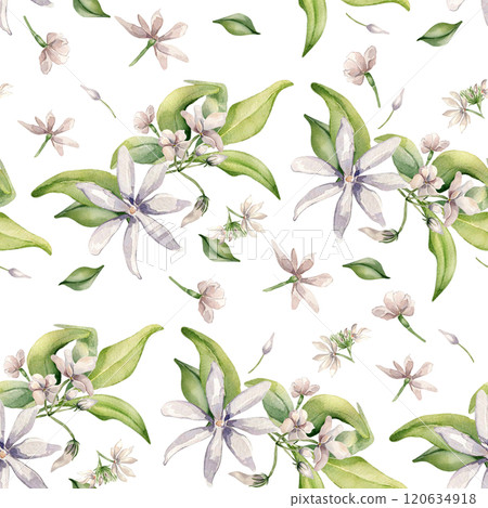 Jasmine blooms, buds, leaves levitation watercolor seamless pattern isolated. Pale pink flowers botanical style hand drawn on repeating texture. White blooming plants background for design textile. Jasmine blooms, buds, leaves levitation watercolor seamless pattern isolated. Pale pink flowers botanical style hand drawn on repeating texture. White blooming plants background for design textile. 120634918