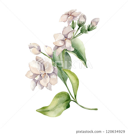 White flowers jasmine, buds on branch in watercolor illustration isolated. Vertical floral composition of jasmine pale pink in botanical style hand drawn. Jasmine painted for design package, wedding. 120634929