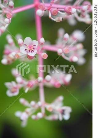 Medinira Magnifica Medinira Magnifica 120635038