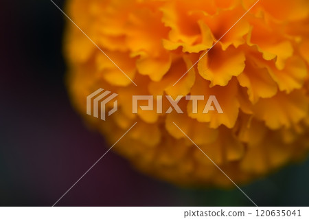 黃色萬壽菊花 120635041