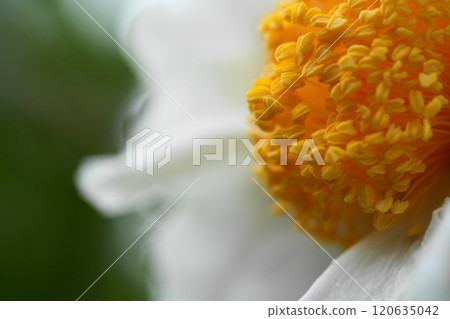 開花在秋天花床上的大麗花花 開花在秋天花床上的大麗花花 120635042