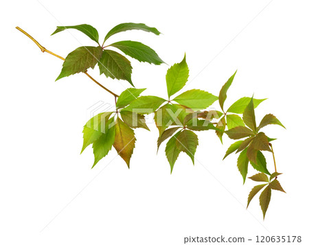 Parthenocissus twig with colorful autumn leaves isolated on white Parthenocissus twig with colorful autumn leaves isolated on white 120635178