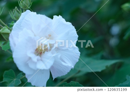 Pure brilliance: white flowers and green leaves 120635199