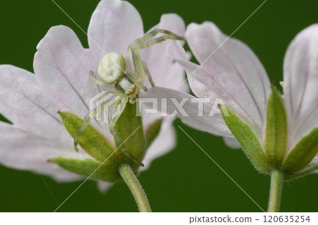 A small white Crab Spider, Misumena vatia on Pink Flower 120635254