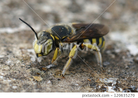 Closeup on a European woolcarder bee, Anthidium manicatum sitting on stone 120635270