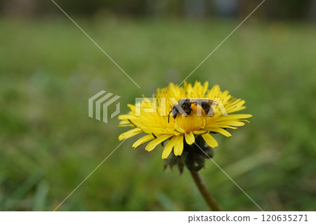 Wide-angle closeup on a female Catsear mining bee, Andrena humilis sitting on a yellow dandelion flower 120635271