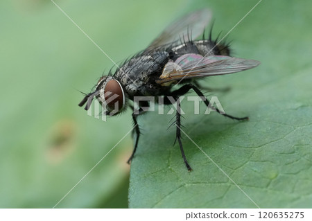 Closeup on hairy Carcelia Tachinid fly on a green leaf 120635275