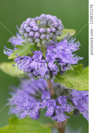 Closeup on the blue flowering Caryopteris cladonensis in the garden 120635276