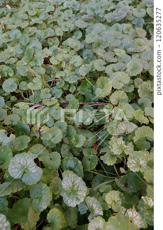 Green Ground Cover with Round Glechoma hederacea creeper plant Leaves Green Ground Cover with Round Glechoma hederacea creeper plant Leaves 120635277