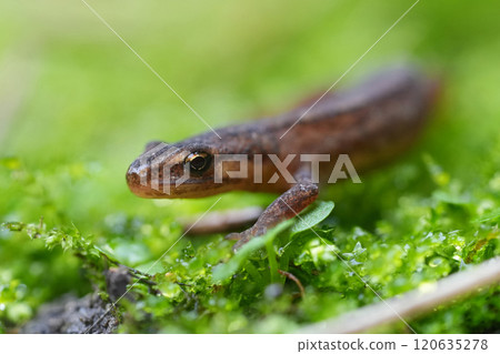 Closeup on a juvenile male European smooth newt, Lissotirton vulgaris on green moss Closeup on a juvenile male European smooth newt, Lissotirton vulgaris on green moss 120635278