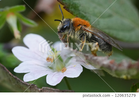 Closeup on a female red-legged mining bee, Andrena haemorrhoa on a white Geranium flower in the fall Closeup on a female red-legged mining bee, Andrena haemorrhoa on a white Geranium flower in the fall 120635279