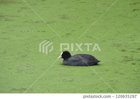 Closeup on a Eurasian Coot, Fulica atra Swimming in Algae-Covered Pond Closeup on a Eurasian Coot, Fulica atra Swimming in Algae-Covered Pond 120635297