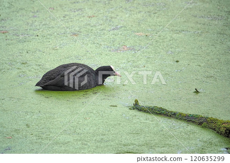 Closeup on a Eurasian Coot, Fulica atra Swimming in Algae-Covered Pond 120635299
