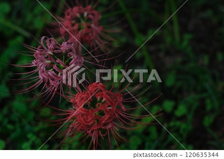 Clusters of red spider lilies: Autumn scenery in Japan 120635344
