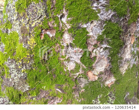 Graphical surface of an old Zelkova tree trunk (close-up) 120635414