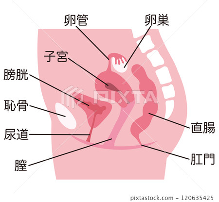 Uterus, cross section of female reproductive system, gynecology, medical 120635425