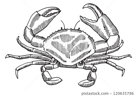 A crab is drawn in black and white A crab is drawn in black and white 120635786