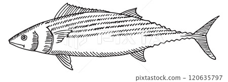 A fish is shown in a black and white drawing 120635797