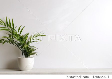 室內植物和白色背景 03 120635801