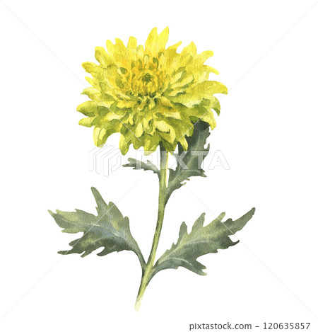 Watercolor yellow chrysanthemum with green leaves isolated on white background. Vintage hand drawn branch with flower and leaves for your design. 120635857