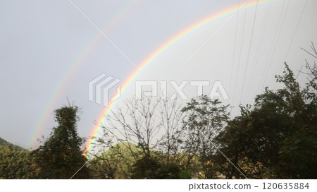 Rainbow  120635884