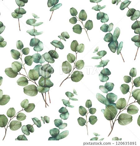 Eucalyptus plant bouquet seamless pattern. Watercolor Green silver dollar eucalypti tree branches with round leaves hand drawn botanical illustration for fabric, wallpaper isolated from background Eucalyptus plant bouquet seamless pattern. Watercolor Green silver dollar eucalypti tree branches with round leaves hand drawn botanical illustration for fabric, wallpaper isolated from background 120635891