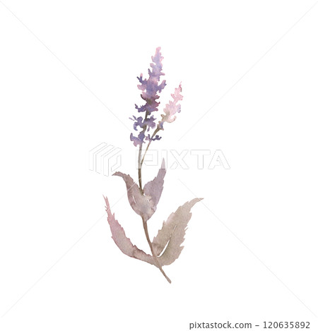 Watercolor drawing sage plant with flowers and green leaves isolated at white background, salvia officinalis, hand drawn illustration. Wild flowers, field flowers, sketch Watercolor drawing sage plant with flowers and green leaves isolated at white background, salvia officinalis, hand drawn illustration. Wild flowers, field flowers, sketch 120635892