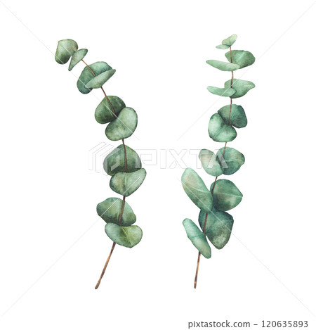 Eucalyptus Greenery set. Watercolor Plant branches with green round Leaves hand drawn botanical illustration for wedding invitation, baptism or christening card. Clipart isolated from background Eucalyptus Greenery set. Watercolor Plant branches with green round Leaves hand drawn botanical illustration for wedding invitation, baptism or christening card. Clipart isolated from background 120635893