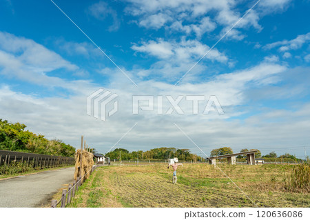 Autumn at Aqua World Suigo Park Center's rice fields and rice paddies in Kaizu City, Gifu Prefecture Autumn at Aqua World Suigo Park Center's rice fields and rice paddies in Kaizu City, Gifu Prefecture 120636086