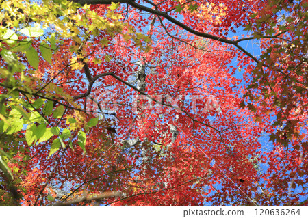 Maple autumn leaves Maple autumn leaves 120636264