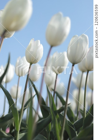Masako的鬱金香花園 Masako的鬱金香花園 120636599
