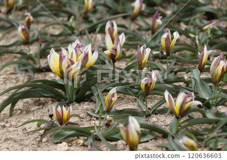 Masako's tulp garden 120636603