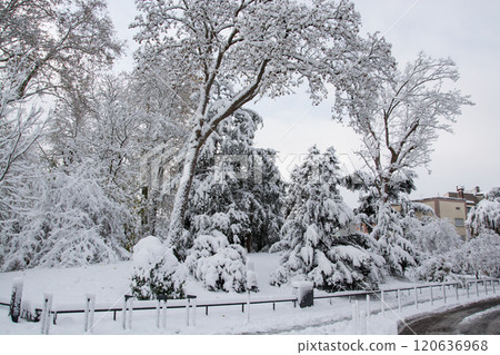 view of trees covered by the snow in a public garden view of trees covered by the snow in a public garden 120636968