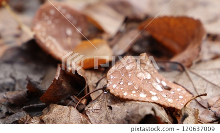 Water droplets on fallen leaves Water droplets on fallen leaves 120637009