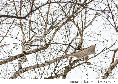 蝦夷鼯鼠在北海道冬日的天空中飛翔 蝦夷鼯鼠在北海道冬日的天空中飛翔 120637017