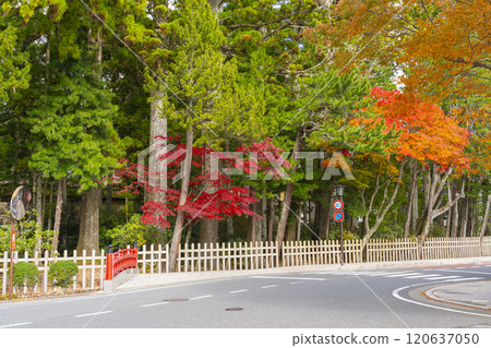 高野山,紅葉覆蓋的引道 高野山,紅葉覆蓋的引道 120637050