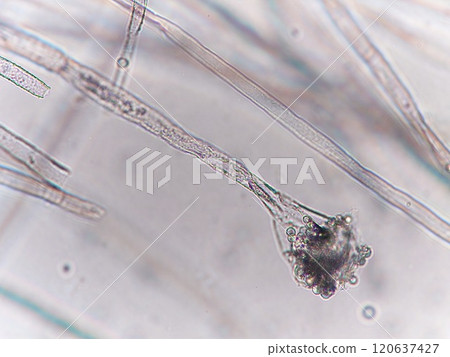 Microscopic photo of conidiophore 120637427