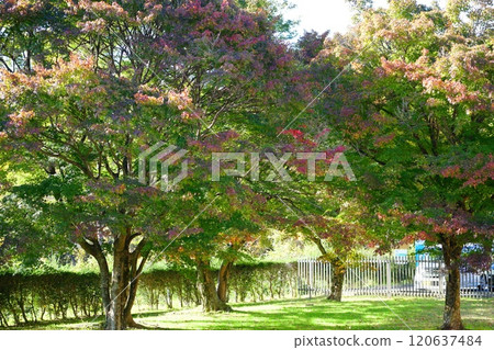 Trees with slightly red leaves Trees with slightly red leaves 120637484