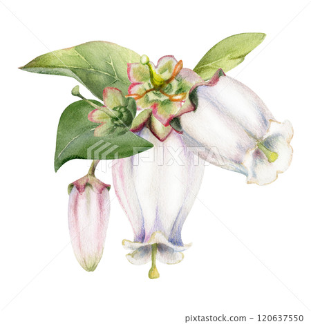 Blueberry white bell flower and bud with green leaves, hand drawn in watercolor, inflorescence wildflower botanical illustration. Isolated buttonhole composition. Scrapbooking, wedding, florist shop 120637550
