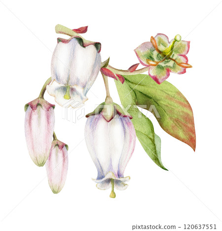 Blueberry white pink bell flower, bud with leaves, hand drawn in watercolor, inflorescence wildflower botanical illustration. Isolated buttonhole composition. Scrapbooking, wedding, florist, decoupage 120637551