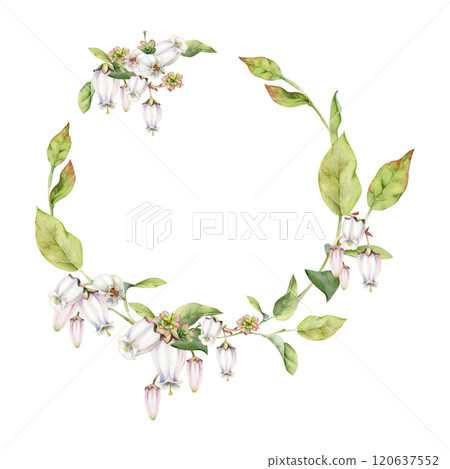Blueberry white pink bell flower and bud with green leaves on branches, hand drawn in watercolor, wildflower botanical illustration. Isolated wreath garland frame. Wedding, florist shop, scrapbooking 120637552