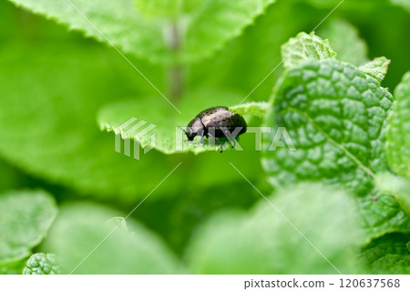 Peppermint 120637568