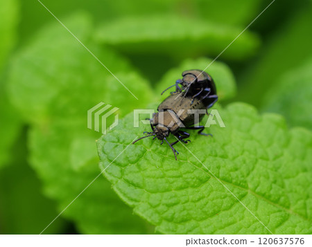 Peppermint Peppermint 120637576