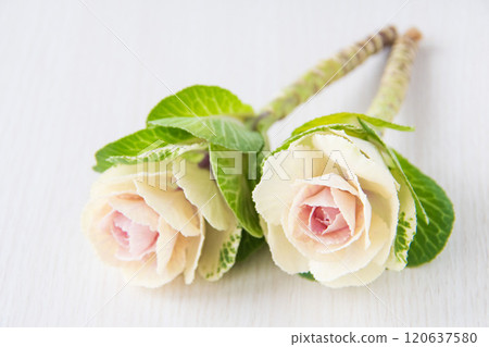 Leaf peony 120637580