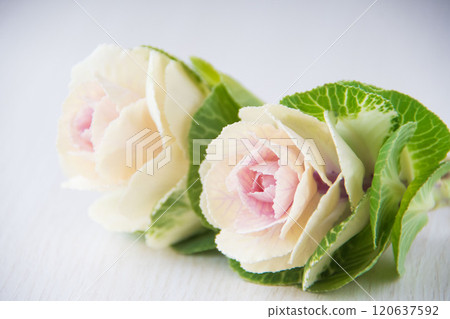 葉牡丹 120637592