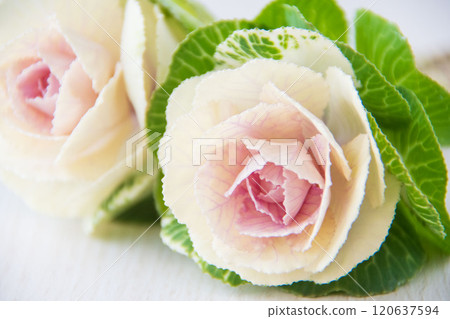 Leaf peony 120637594