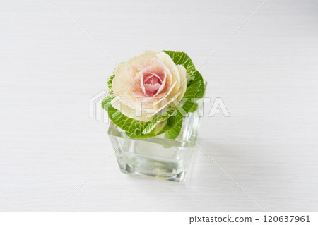 Leaf peony 120637961