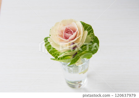 Leaf peony Leaf peony 120637979